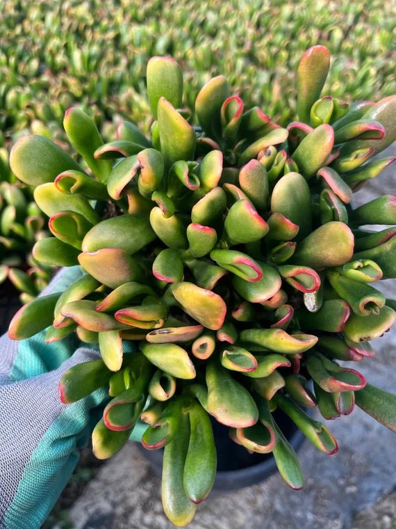 Jade Plant Gold Fingers (Crassula ovata) - Ladybird Nursery