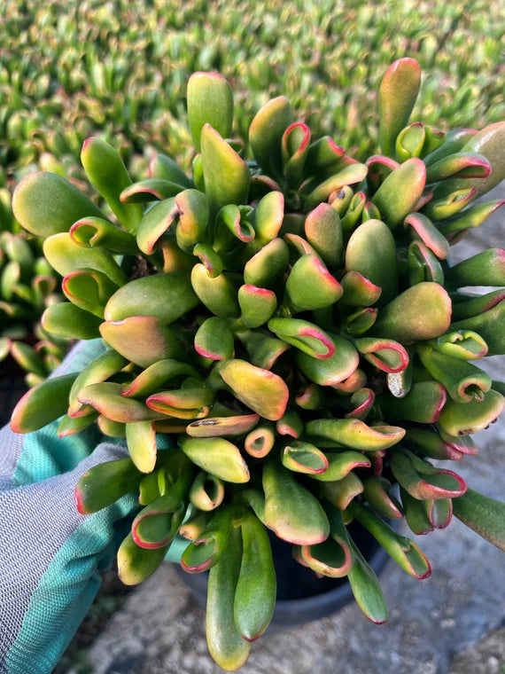 Jade Plant Gold Fingers (Crassula ovata)