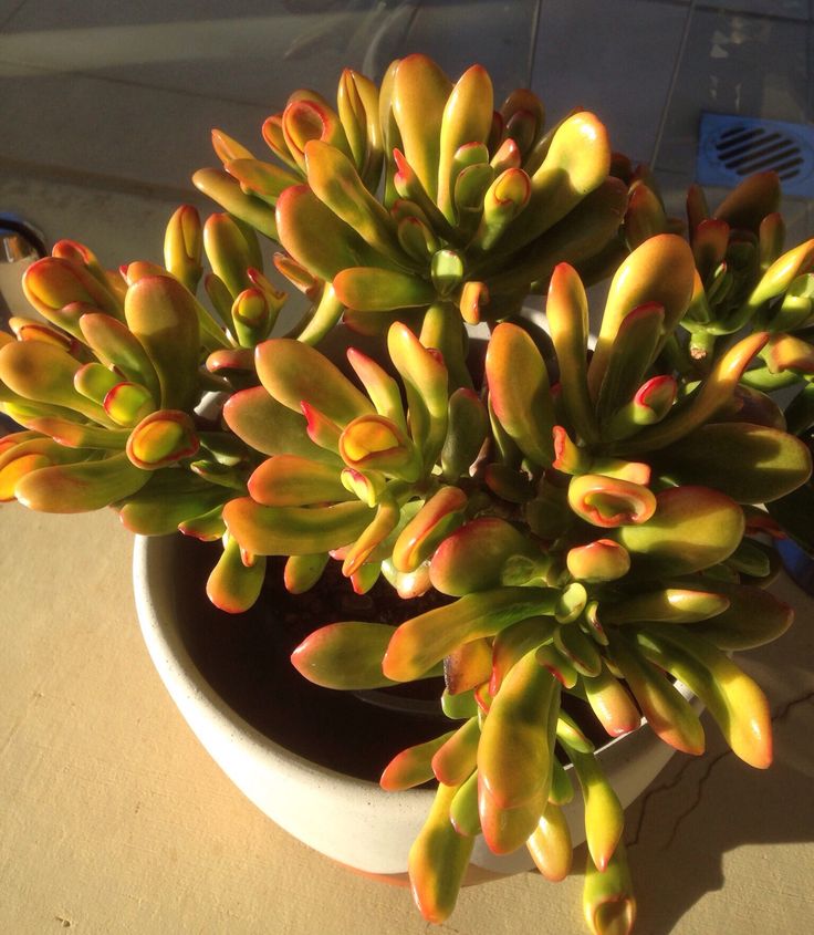 Jade Plant Gold Fingers (Crassula ovata)