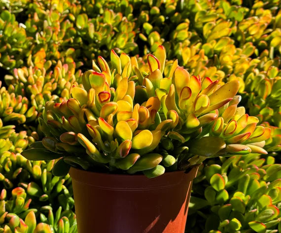 Jade Plant Gold Fingers (Crassula ovata)
