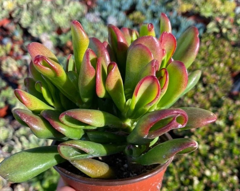 Jade Plant Gold Fingers (Crassula ovata) - Ladybird Nursery