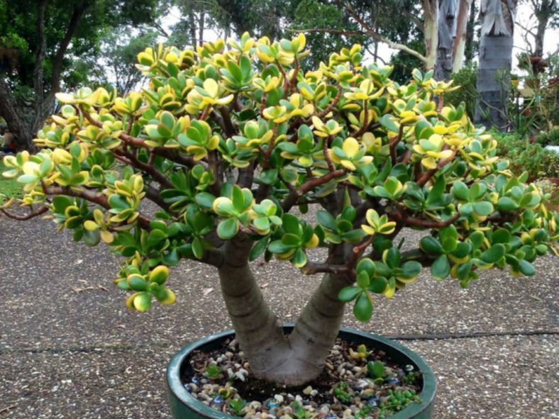 Jade Plant Hummels Sunset (Crassula ovata) - Ladybird Nursery