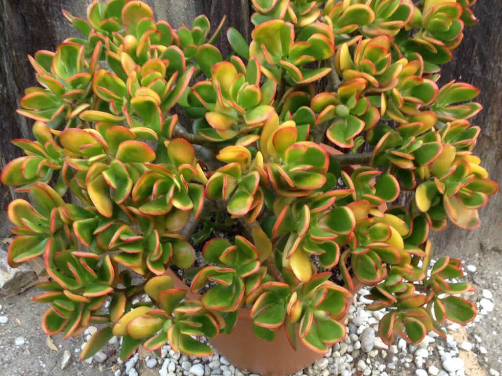 Jade Plant Hummels Sunset (Crassula ovata) - Ladybird Nursery
