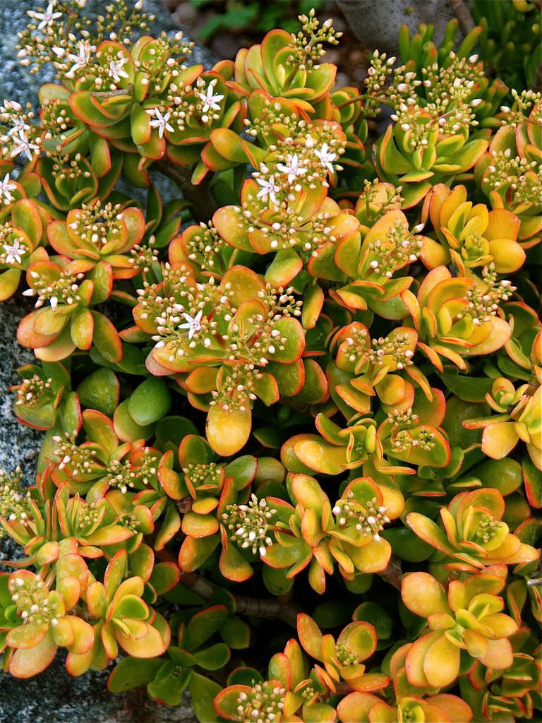 Jade Plant Hummels Sunset (Crassula ovata) - Ladybird Nursery
