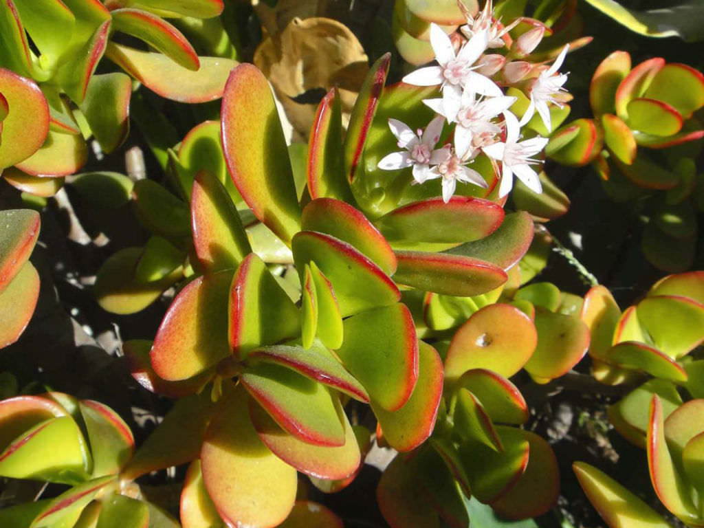 Jade Plant Hummels Sunset (Crassula ovata)