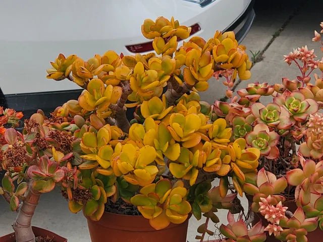 Jade Plant Hummels Sunset (Crassula ovata) - Ladybird Nursery