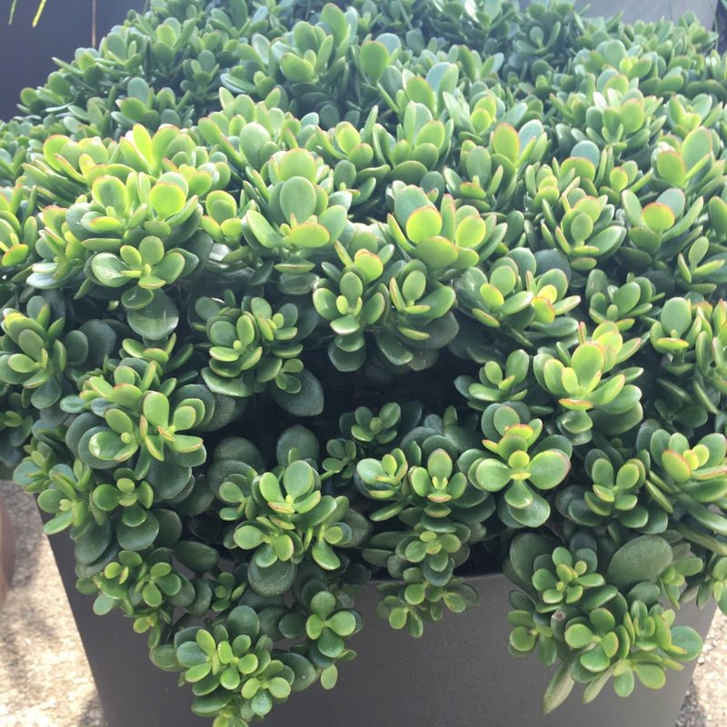 Jade Plant Minima (Crassula ovata) - Ladybird Nursery