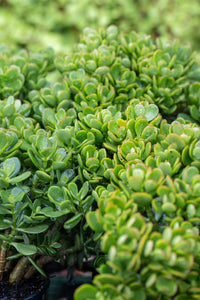 Jade Plant Minima (Crassula ovata) - Ladybird Nursery