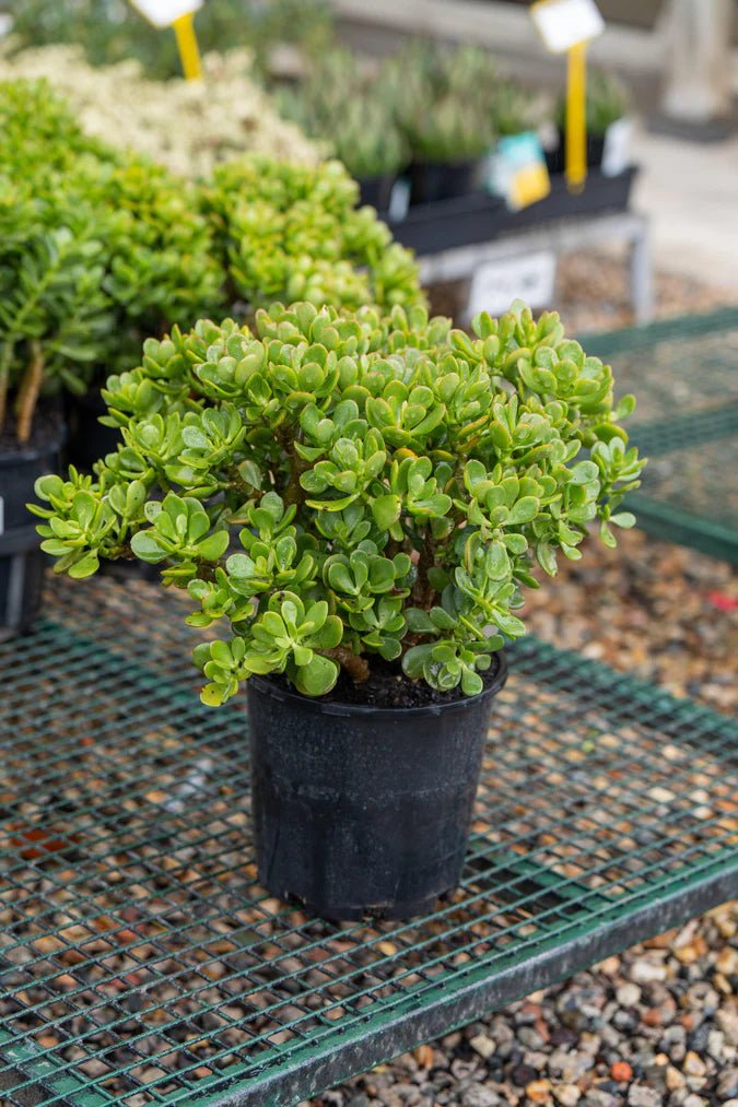 Jade Plant Minima (Crassula ovata) - Ladybird Nursery