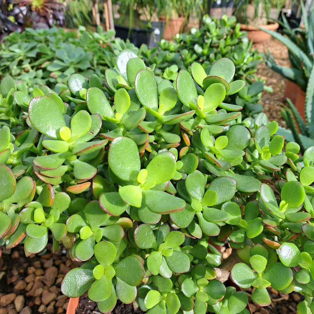 Jade Plant Minima (Crassula ovata) - Ladybird Nursery