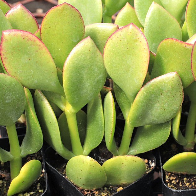 Jade Plant Obliqua (Crassula ovata) - Ladybird Nursery
