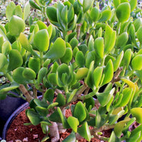 Jade Plant Obliqua (Crassula ovata) - Ladybird Nursery