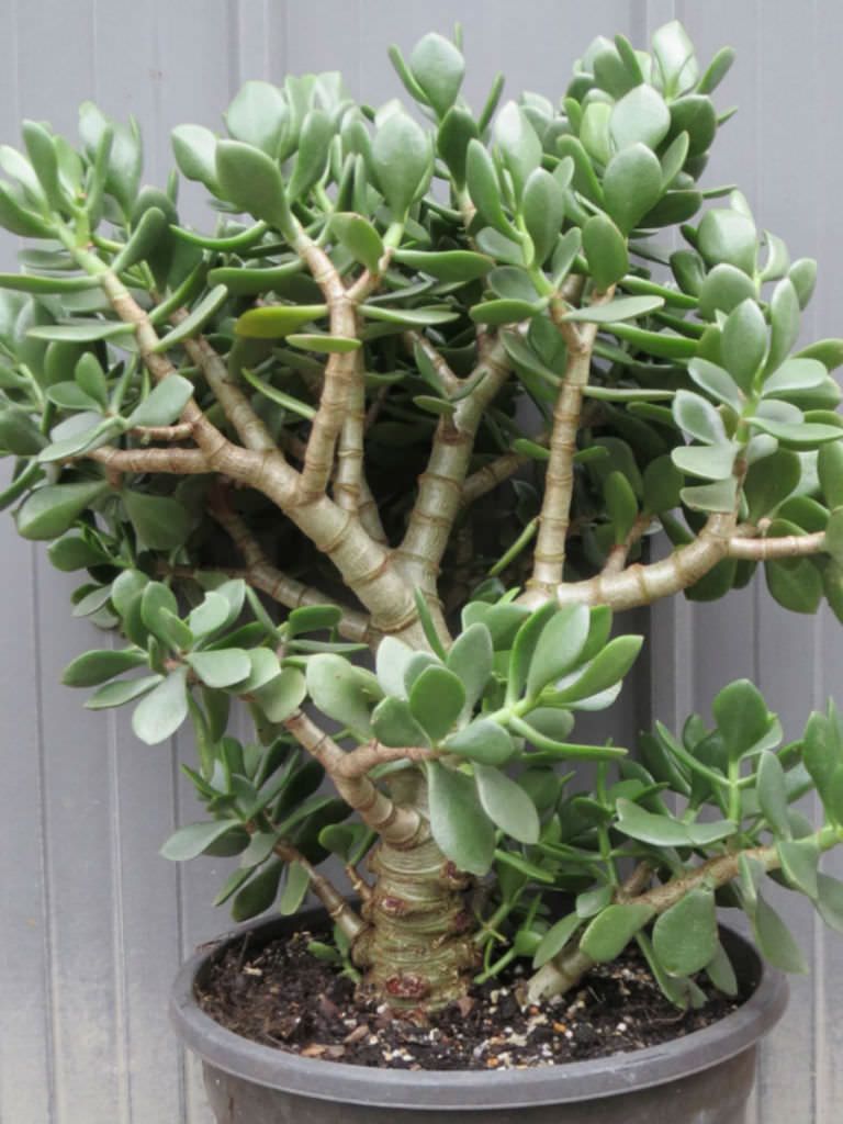 Jade Plant Obliqua (Crassula ovata)