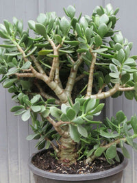 Jade Plant Obliqua (Crassula ovata) - Ladybird Nursery