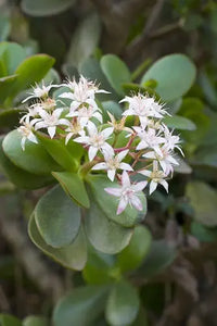 Jade Plant Obliqua (Crassula ovata)