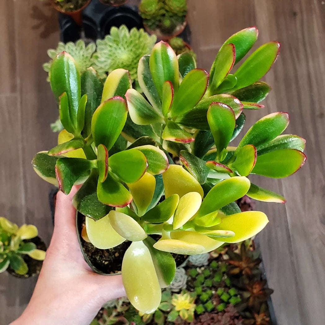 Jade Plant Tricolour (Crassula ovata)