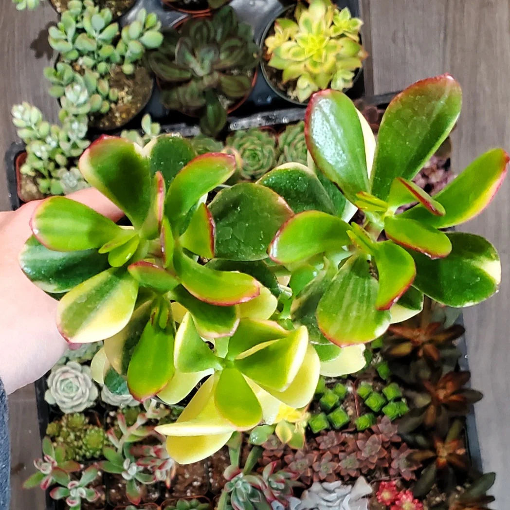 Jade Plant Tricolour (Crassula ovata)