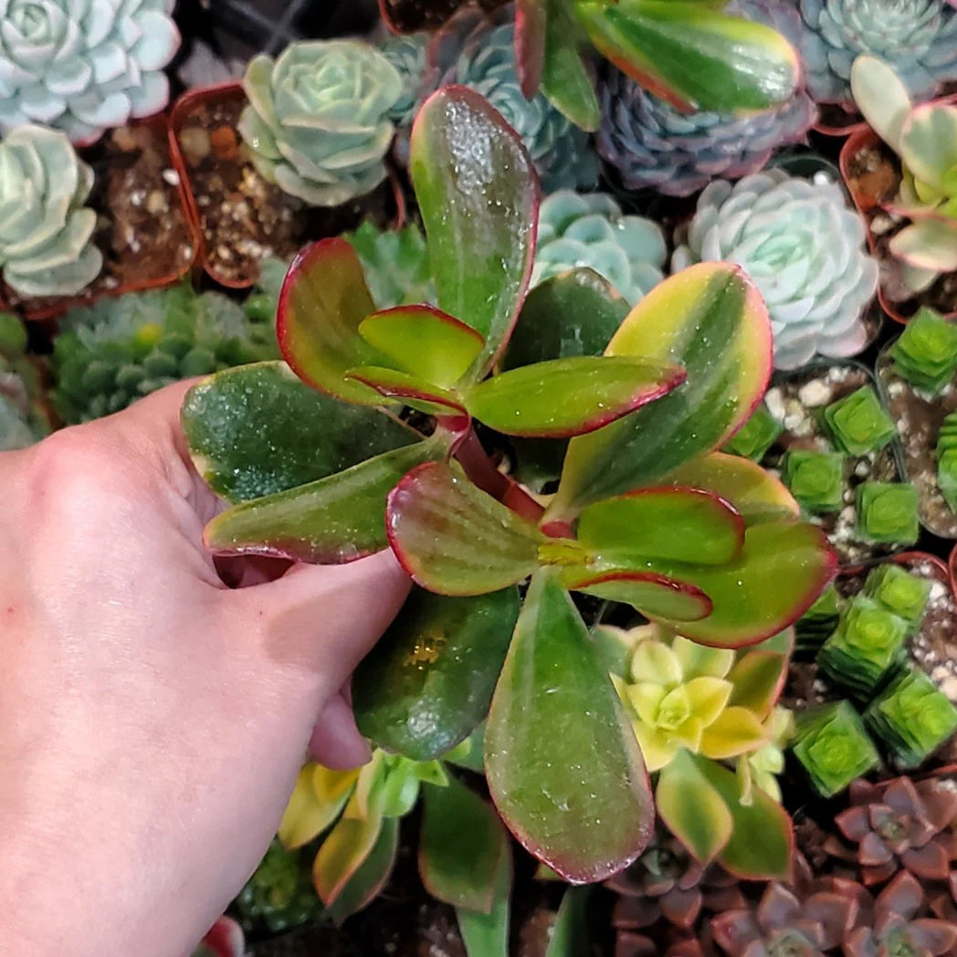 Jade Plant Tricolour (Crassula ovata)