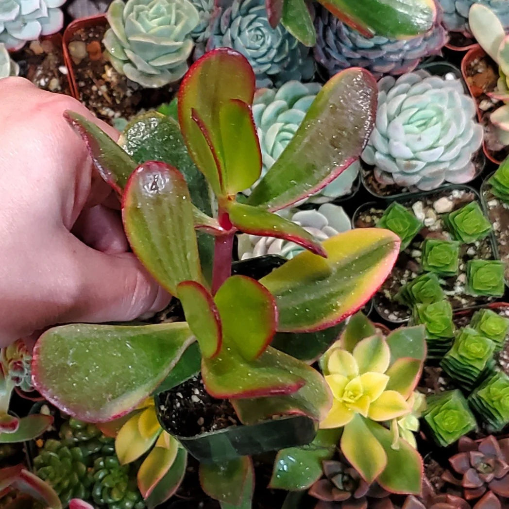 Jade Plant Tricolour (Crassula ovata)