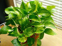 Pothos Devils Ivy 'Green and Yellow' (Epipremnum aureum)