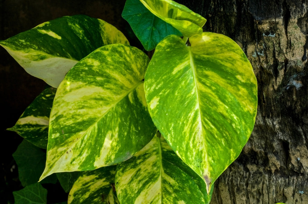Pothos Devils Ivy 'Green and Yellow' (Epipremnum aureum)