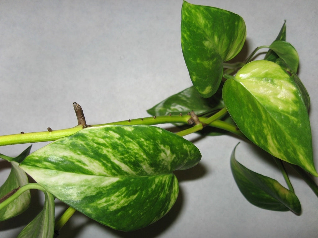 Pothos Devils Ivy 'Green and Yellow' (Epipremnum aureum)