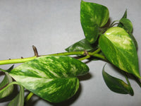 Pothos Devils Ivy 'Green and Yellow' (Epipremnum aureum)