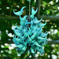 Strongylodon macrobotrys (Jade Vine) - Ladybird Nursery