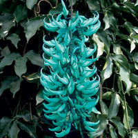 Strongylodon macrobotrys (Jade Vine) - Ladybird Nursery