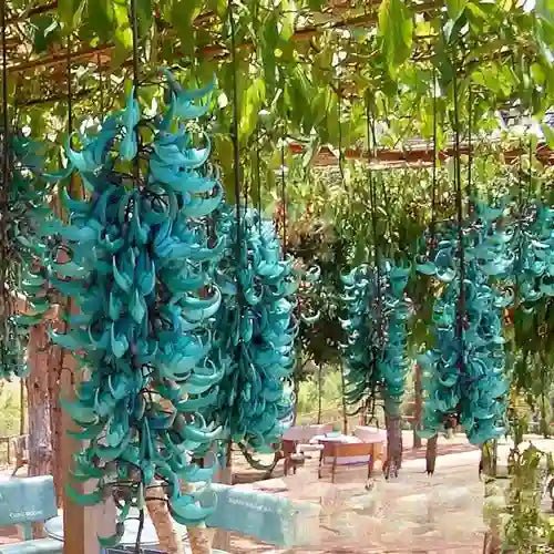Strongylodon macrobotrys (Jade Vine) - Ladybird Nursery