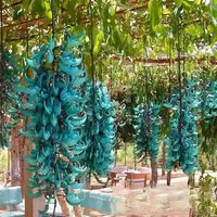 Strongylodon macrobotrys (Jade Vine) - Ladybird Nursery