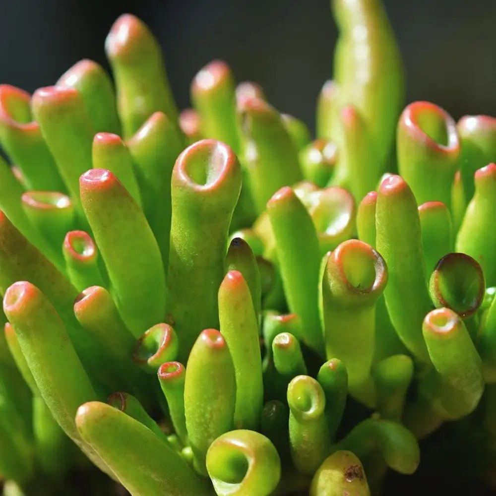 Jade Plant 'Gollum' (Crassula ovata) - Ladybird Nursery