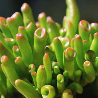 Jade Plant 'Gollum' (Crassula ovata) - Ladybird Nursery