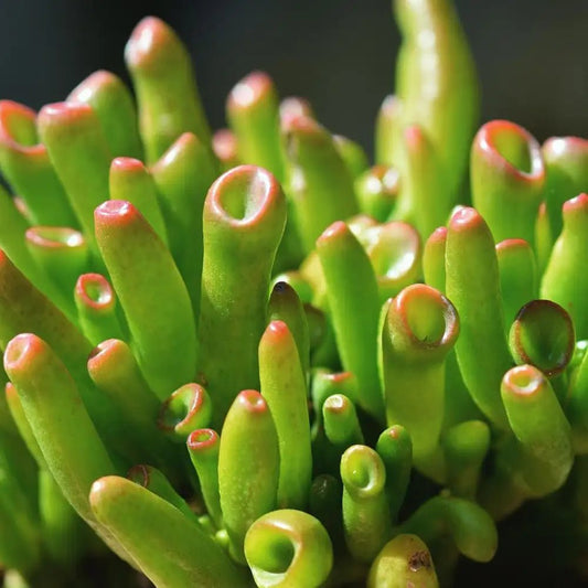 Jade Plant 'Gollum' (Crassula ovata) - Ladybird Nursery