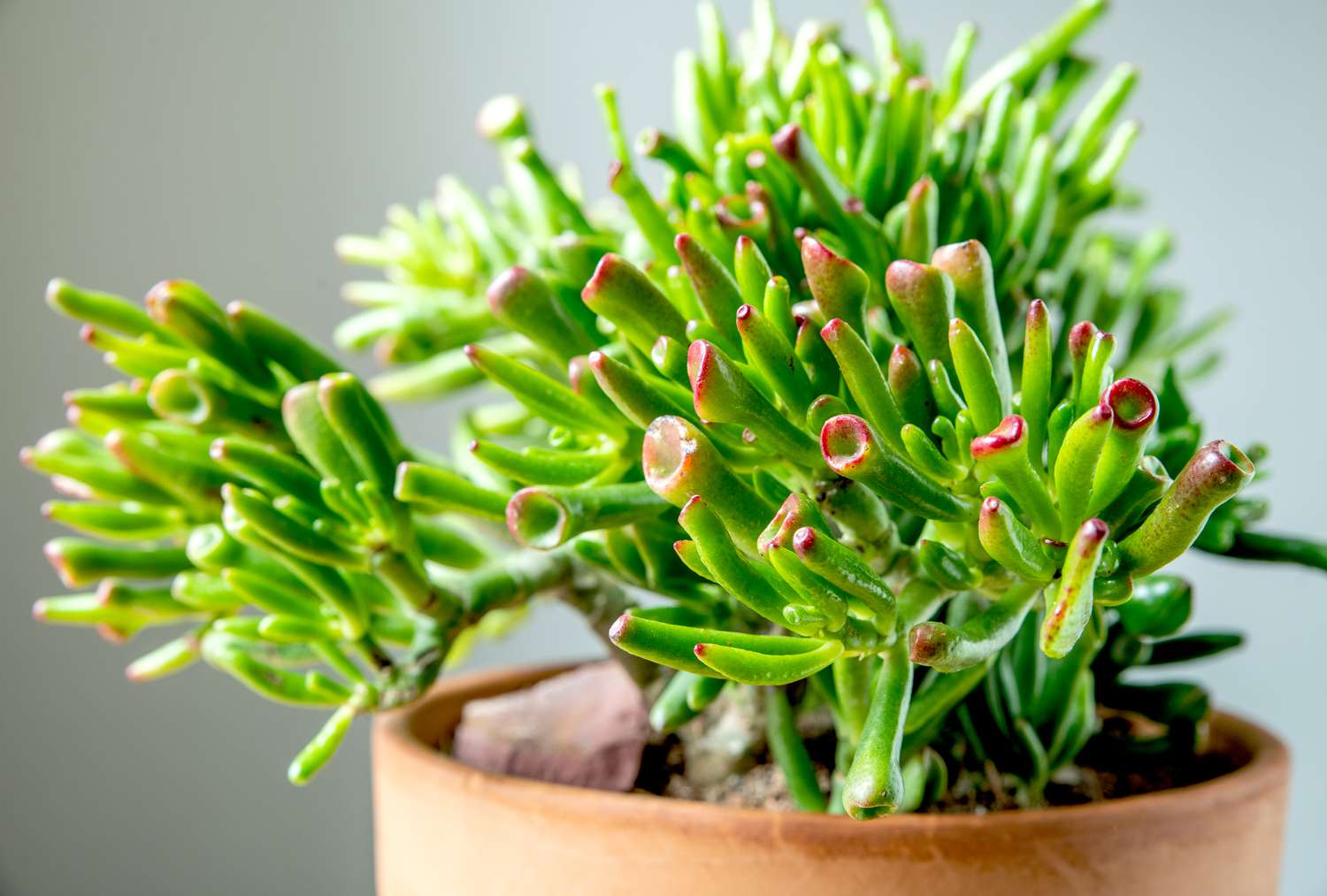 Jade Plant 'Gollum' (Crassula ovata) - Ladybird Nursery