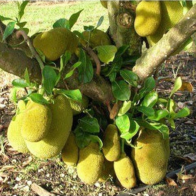 Jackfruit Black Gold