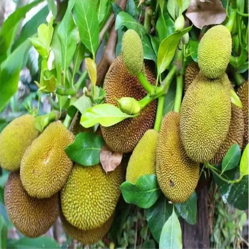 Jackfruit Black Gold - Ladybird Nursery