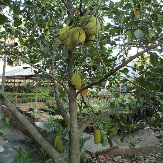 Jakfruit Brinsmead Special