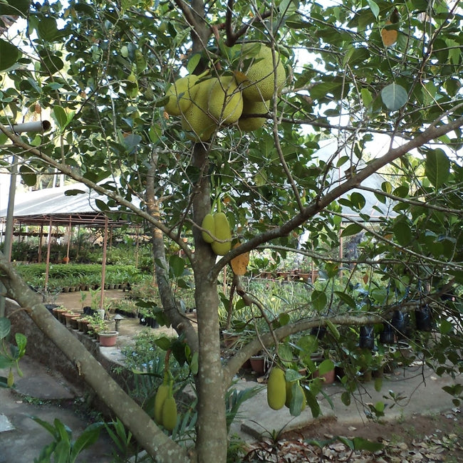 Jakfruit Brinsmead Special