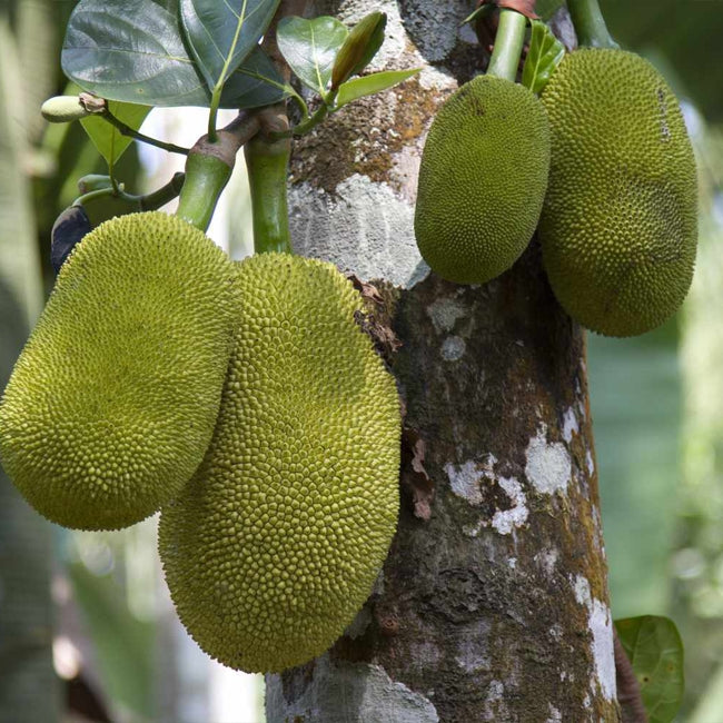 Jakfruit Brinsmead Special