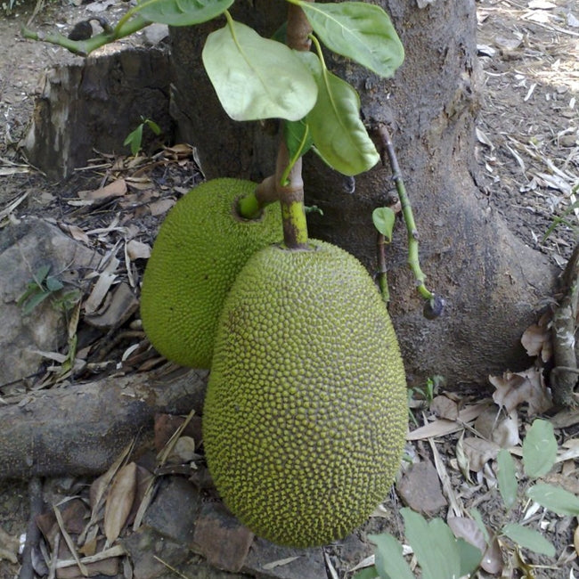 Jakfruit Brinsmead Special