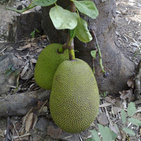 Jakfruit Brinsmead Special