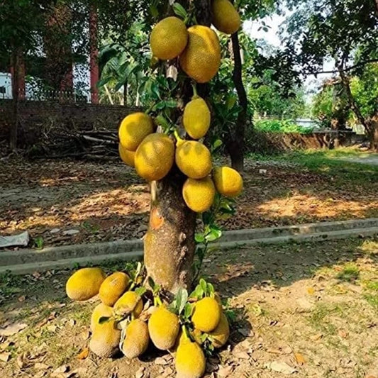 Jakfruit Crisp Seedling