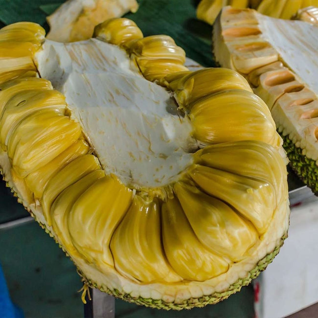 Jakfruit Duranbah Gold
