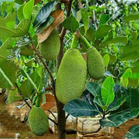 Jackfruit Elite Seedling