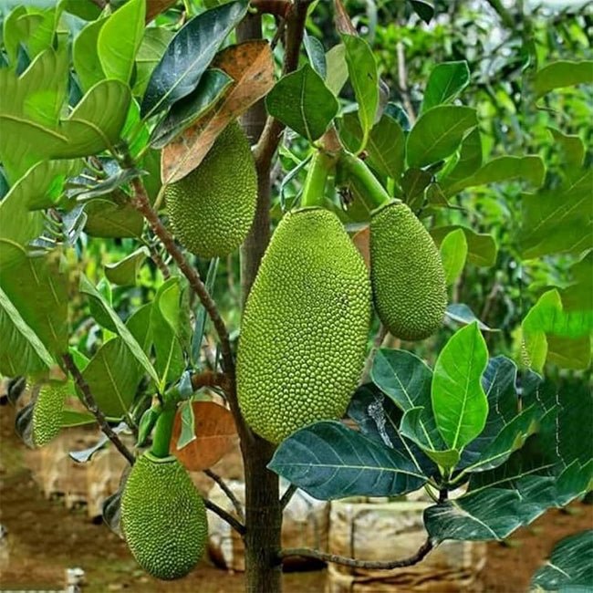Jackfruit Elite Seedling - Ladybird Nursery