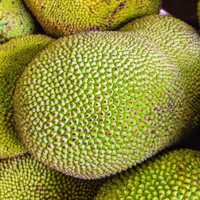 Jackfruit Elite Seedling - Ladybird Nursery