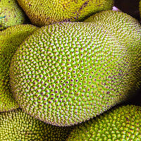 Jackfruit Elite Seedling