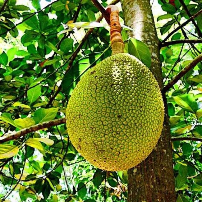 Crunchy Gold Jackfruit - Ladybird Nursery