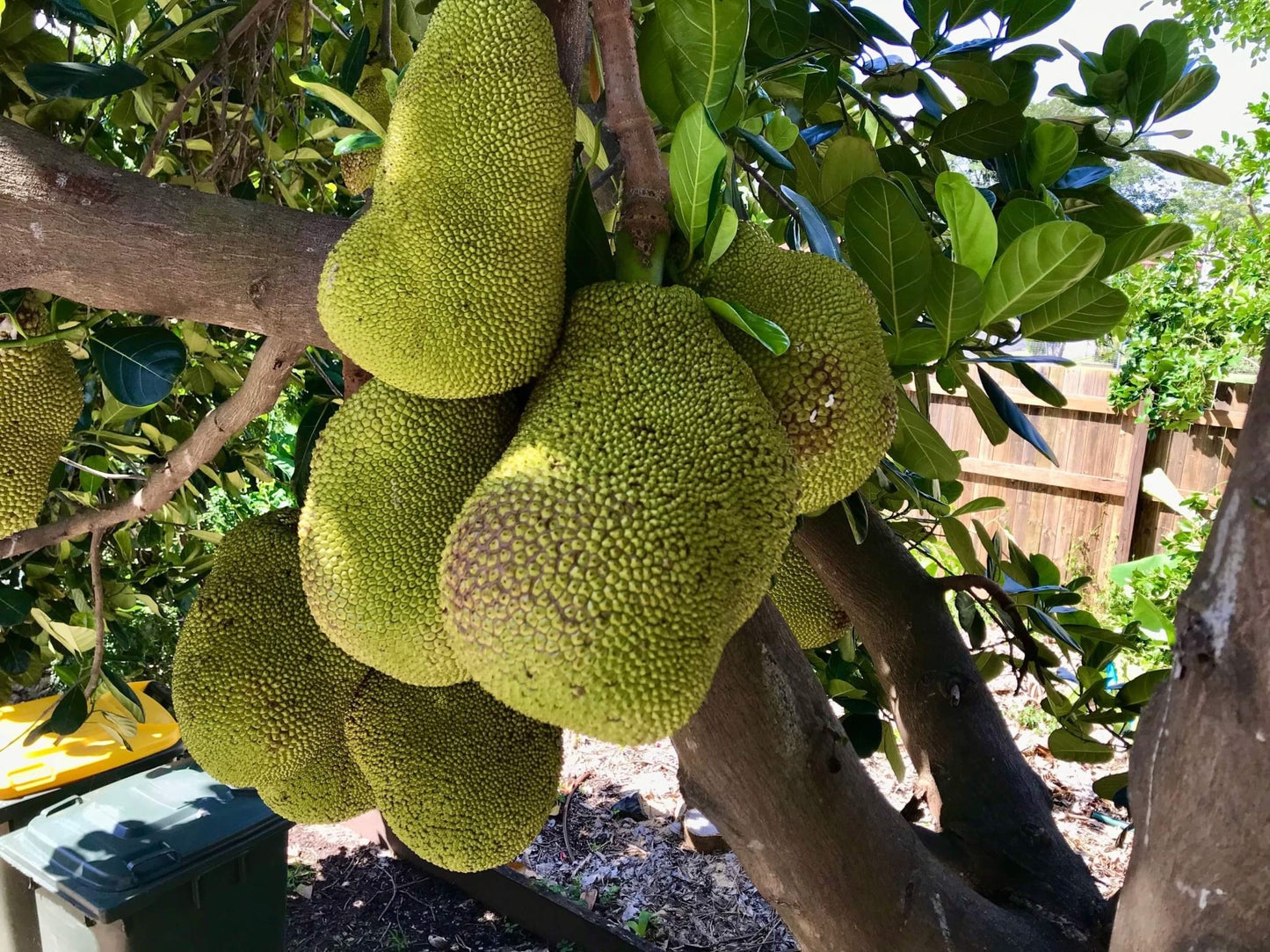 Jakfruit Kyogle Gold